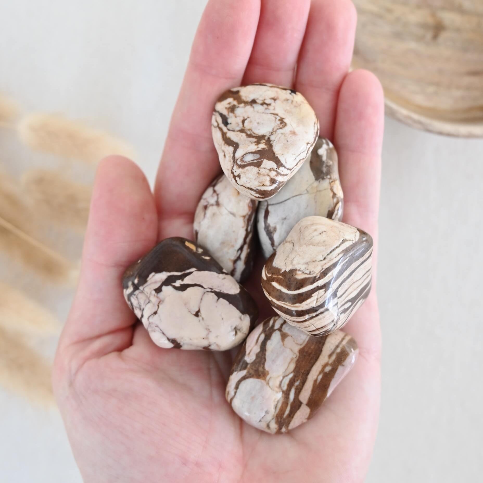 Jaspe bamboo - Estabilidad & enraizamiento