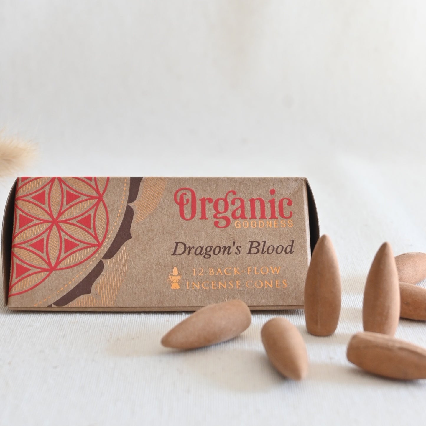 Conos de reflujo - Sangre de Dragón