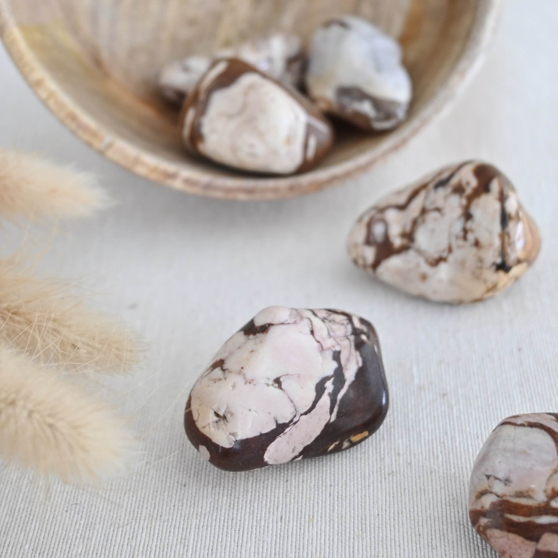 Jaspe bamboo - Estabilidad & enraizamiento